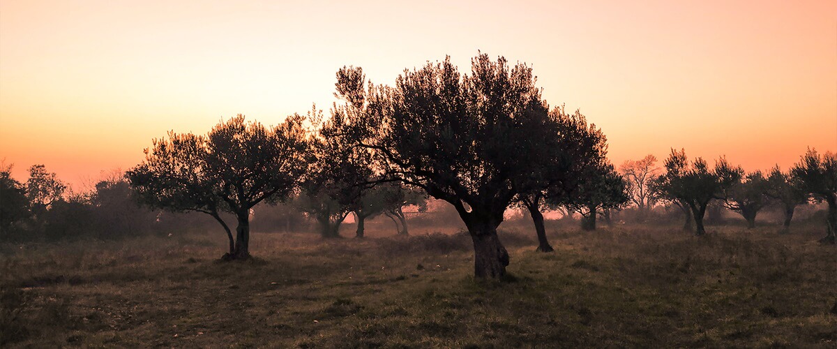 Imagen de un campo de aceitunas. maestros aceituneros, aceitunas, olivas, encurtidos, quiero, delicatessen, villena, alicante